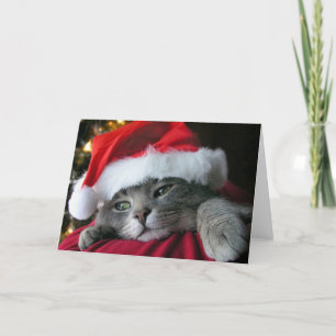 Cartes Pour Fêtes Annuelles Beau chat gris de minou de Noël
