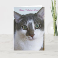 Beau chat gris et blanc-Saint-Valentin