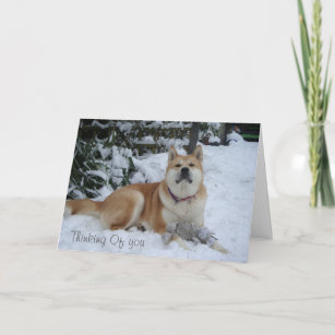 Cartes Pour Fêtes Annuelles beau chien akita reposant dans la neige