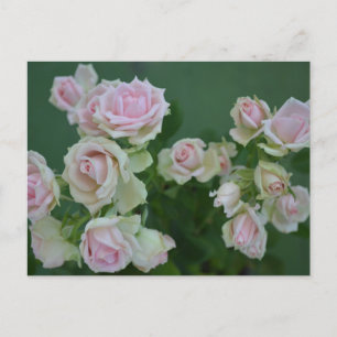 Cartes Pour Fêtes Annuelles Beau jardin rose clair roses