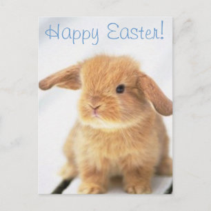 Cartes Pour Fêtes Annuelles Bébé mignon lapin Joyeux Conception de Pâques