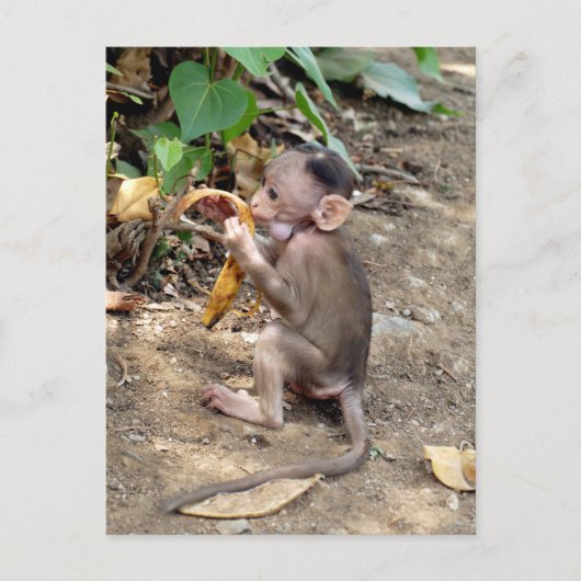 Cartes Pour Fêtes Annuelles Bébé singe (Devant)