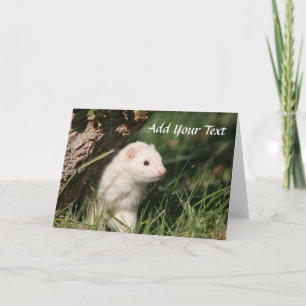 Cartes Pour Fêtes Annuelles Bébés Fourrure. Furets Blancs