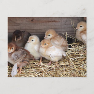Cartes Pour Fêtes Annuelles Bébés poulets mignons poussins ferme photographie 