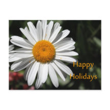 Belle fleur de marguerite blanche joyeuses fêtes f