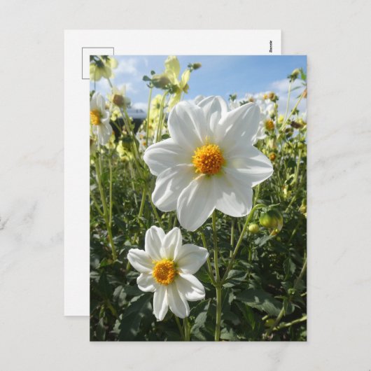 Cartes Pour Fêtes Annuelles Belle Fleurs blanches dahlia ensoleillées do-it-yo (Devant / Derrière)