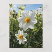 Cartes Pour Fêtes Annuelles Belle Fleurs blanches dahlia ensoleillées do-it-yo (Devant)