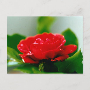 Cartes Pour Fêtes Annuelles Belles gouttes de rosée du matin sur une rose roug