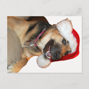 Cartes Pour Fêtes Annuelles Berger allemand portant un Casquette du Père Noël