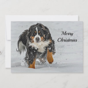 Cartes Pour Fêtes Annuelles Bernese Mountain Dog Photo Appartement de Noël