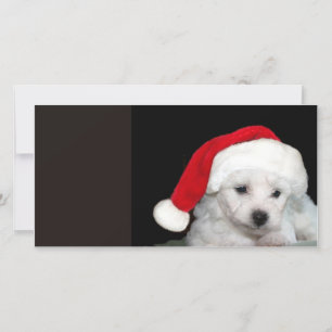 Cartes Pour Fêtes Annuelles Bichon Frise Christmas