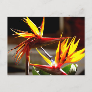 Cartes Pour Fêtes Annuelles Birds of Paradise : Flower from Mexico