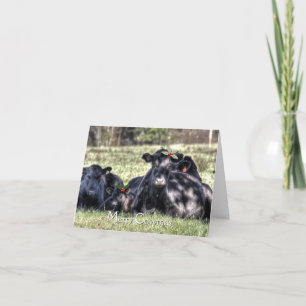 Cartes Pour Fêtes Annuelles Black Angus Holly Merry Cowmas