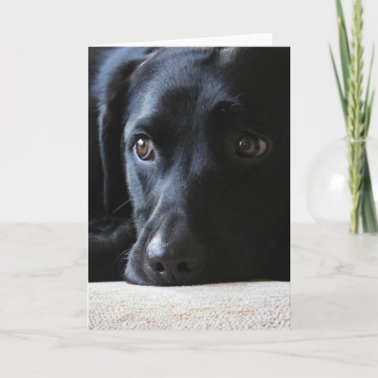 Cartes Pour Fêtes Annuelles Black Labrador (Devant)
