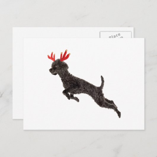 Cartes Pour Fêtes Annuelles Black Toy Poodle (Devant / Derrière)