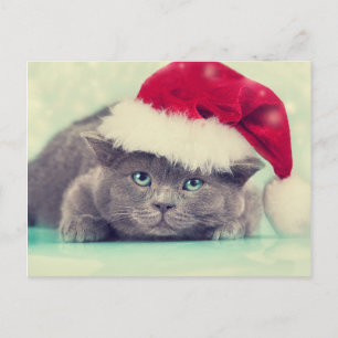 Cartes Pour Fêtes Annuelles Bleu British Chat Purr-fect saison des vacances