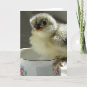 Cartes Pour Fêtes Annuelles Bleu Cochin Chick sur Teup, Pâques