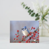 Cartes Pour Fêtes Annuelles Blue Jay Repose sur Hawthorn Tree (Debout devant)