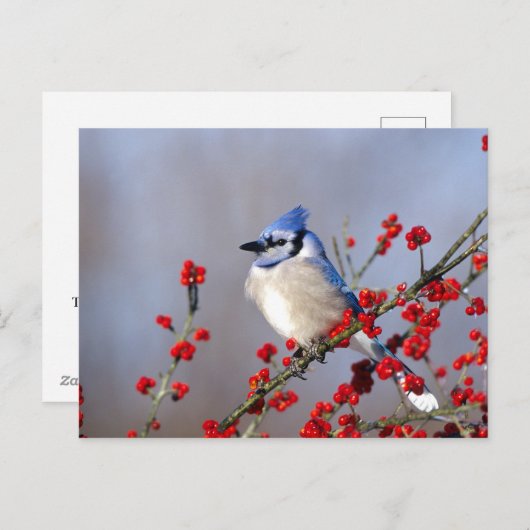 Cartes Pour Fêtes Annuelles Blue Jay Repose sur Hawthorn Tree (Devant / Derrière)