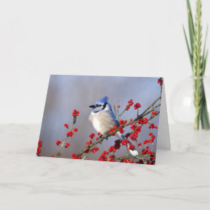 Cartes Pour Fêtes Annuelles Blue Jay Repose sur Hawthorn Tree