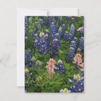 Bluebonnets et Snapdragons