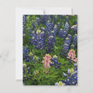 Cartes Pour Fêtes Annuelles Bluebonnets et Snapdragons