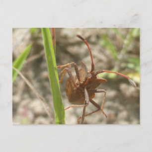 Cartes Pour Fêtes Annuelles Bogue du Bouclier Brown Fermer do-it-yourself cart