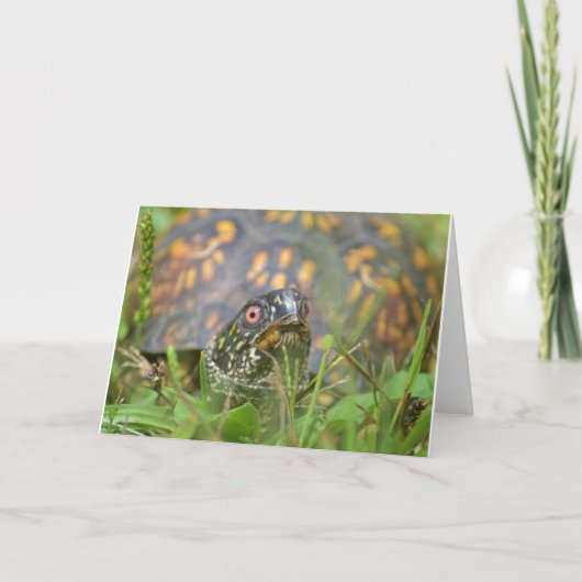 Cartes Pour Fêtes Annuelles Bonjour ! Tortue curieuse (Devant)