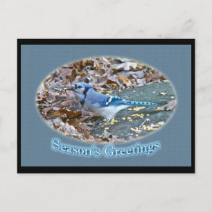 Cartes Pour Fêtes Annuelles Bonnes Fêtes Blue Jay