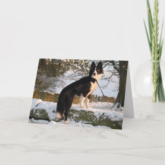 Cartes Pour Fêtes Annuelles Bordure Collie dans la neige (Devant)