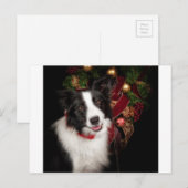 Cartes Pour Fêtes Annuelles Bordure Collie Noël (Devant / Derrière)