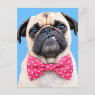Cartes Pour Fêtes Annuelles Bouledogue portant un noeud papillon rose