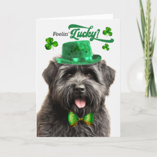 Cartes Pour Fêtes Annuelles Bouvier des Flandres Chien Lucky St Patrick's Day