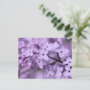 Cartes Pour Fêtes Annuelles Branches de fleurs violettes Lilac