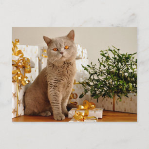 Cartes Pour Fêtes Annuelles British Shorthair Cat Purr-fect
