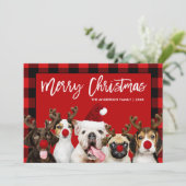 Cartes Pour Fêtes Annuelles Brush Script Joyeux Chiens de Noël Rouge Plaid (Debout devant)
