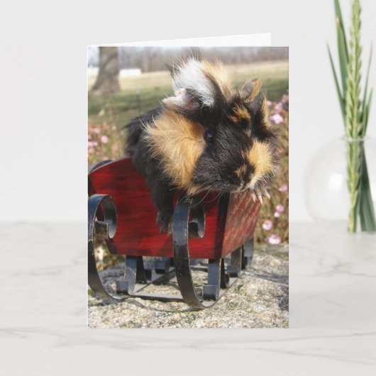 Cartes Pour Fêtes Annuelles Buddy The Guinea Pig Vous Souhaite Un Joyeux Noël (Devant)