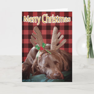 Cartes Pour Fêtes Annuelles Buffalo Plaid Labrador Portant des colliers Photog