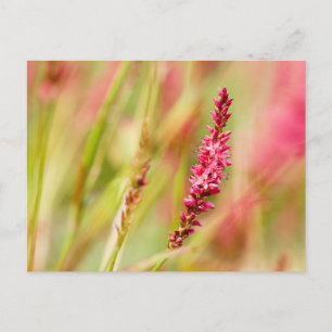 Cartes Pour Fêtes Annuelles buisson de couleur