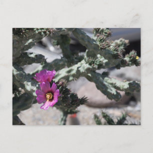 Cartes Pour Fêtes Annuelles Cactus Challa en fleurs