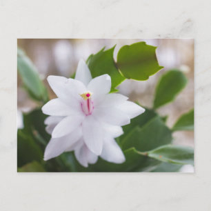 Cartes Pour Fêtes Annuelles Cactus de Noël blanc Schlumbergera Pot Fleurs