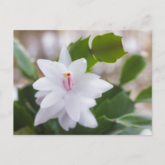 Cartes Pour Fêtes Annuelles Cactus de Noël blanc Schlumbergera Pot Fleurs (Devant)