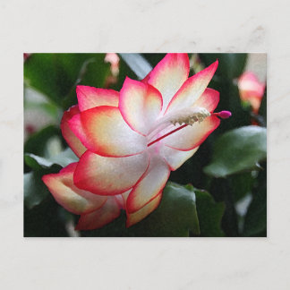 Cartes Pour Fêtes Annuelles Cactus de Noël 'Samba Brazil'