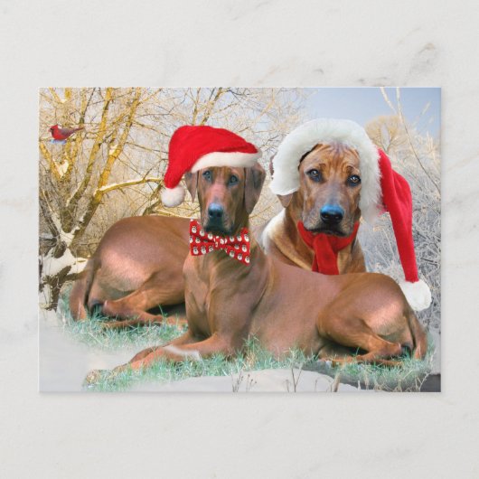 Cartes Pour Fêtes Annuelles Cadeaux de Noël de Rhodesian Ridgeback (Devant)
