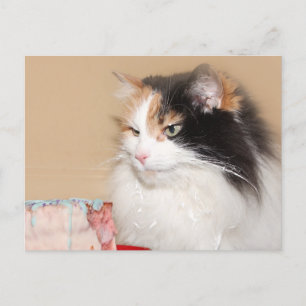 Cartes Pour Fêtes Annuelles Calico chat mange gâteau d'anniversaire