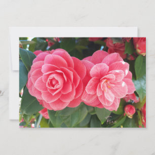 Cartes Pour Fêtes Annuelles camélias