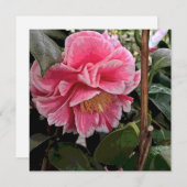 Cartes Pour Fêtes Annuelles Camellia (Devant / Derrière)