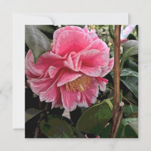 Cartes Pour Fêtes Annuelles Camellia