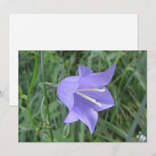 Cartes Pour Fêtes Annuelles Campanule