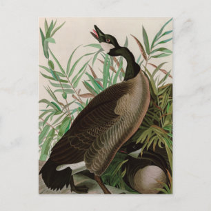 Cartes Pour Fêtes Annuelles Canada Goose Birds of America Audubon